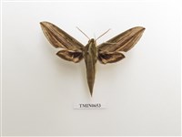 藏品(棕綠背線天蛾)的圖片